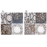 USP28 Antibody in Immunohistochemistry (IHC)