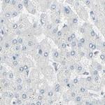 ThPOK Antibody in Immunohistochemistry (IHC)