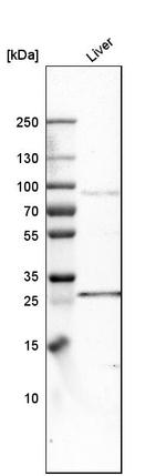 SLC27A3 Antibody in Western Blot (WB)