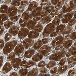 USP31 Antibody in Immunohistochemistry (Paraffin) (IHC (P))