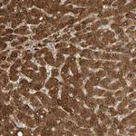 GNE Antibody in Immunohistochemistry (Paraffin) (IHC (P))