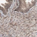 KANSL1 Antibody in Immunohistochemistry (Paraffin) (IHC (P))