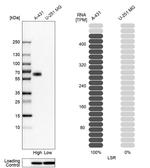 LSR Antibody in Western Blot (WB)