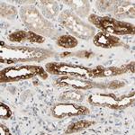 USP46 Antibody in Immunohistochemistry (Paraffin) (IHC (P))