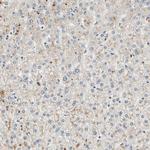 USP46 Antibody in Immunohistochemistry (Paraffin) (IHC (P))