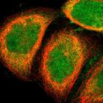 GALE Antibody in Immunocytochemistry (ICC/IF)