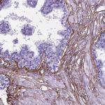 MFAP2 Antibody in Immunohistochemistry (Paraffin) (IHC (P))