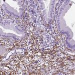 MFAP2 Antibody in Immunohistochemistry (IHC)