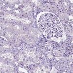 MFAP2 Antibody in Immunohistochemistry (IHC)