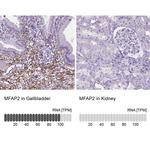 MFAP2 Antibody