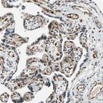 WWTR1 Antibody in Immunohistochemistry (IHC)