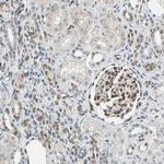 WWTR1 Antibody in Immunohistochemistry (IHC)