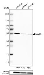 WWTR1 Antibody in Western Blot (WB)