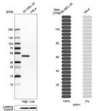 WIPI1 Antibody