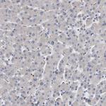 MGAT4A Antibody in Immunohistochemistry (Paraffin) (IHC (P))