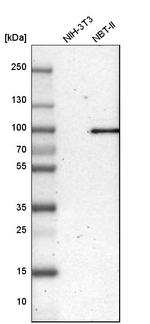 LEPREL1 Antibody in Western Blot (WB)