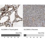 SLC39A9 Antibody in Immunohistochemistry (IHC)