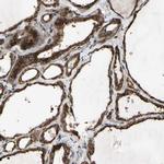 SLC39A9 Antibody in Immunohistochemistry (IHC)