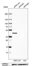 UBE2Z Antibody