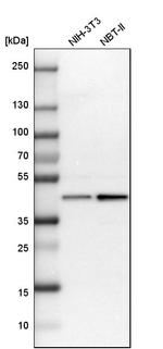 UBE2Z Antibody in Western Blot (WB)