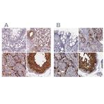 ISYNA1 Antibody in Immunohistochemistry (IHC)