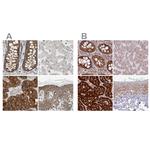 GPD2 Antibody in Immunohistochemistry (IHC)