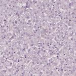 SLC6A17 Antibody in Immunohistochemistry (Paraffin) (IHC (P))