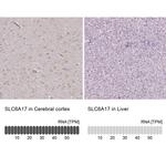 SLC6A17 Antibody