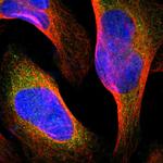 FMNL1 Antibody in Immunocytochemistry (ICC/IF)