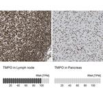 LAP2 Antibody