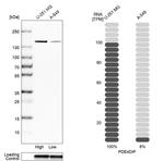 Myomegalin Antibody in Western Blot (WB)