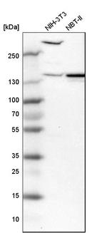 Myomegalin Antibody in Western Blot (WB)