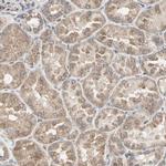 TSKU Antibody in Immunohistochemistry (IHC)