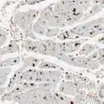 CRTAC1 Antibody in Immunohistochemistry (Paraffin) (IHC (P))