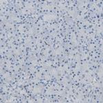 CRTAC1 Antibody in Immunohistochemistry (Paraffin) (IHC (P))