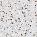 Nucleobindin 1 Antibody in Immunohistochemistry (Paraffin) (IHC (P))