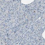 Nucleobindin 1 Antibody in Immunohistochemistry (Paraffin) (IHC (P))