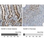 Nucleobindin 1 Antibody in Immunohistochemistry (IHC)