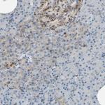 Nucleobindin 1 Antibody in Immunohistochemistry (IHC)