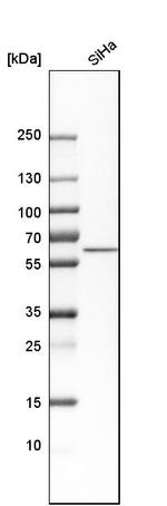 Nucleobindin 1 Antibody in Western Blot (WB)