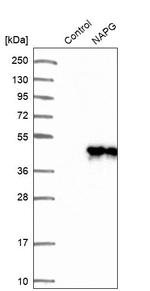 NAPG Antibody in Western Blot (WB)