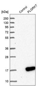 PLGRKT Antibody in Western Blot (WB)