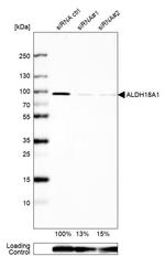 ALDH18A1 Antibody