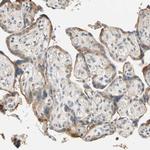 GPSM2 Antibody in Immunohistochemistry (Paraffin) (IHC (P))