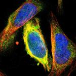 CKAP2 Antibody in Immunocytochemistry (ICC/IF)