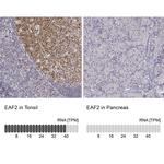 EAF2 Antibody