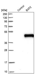 EAF2 Antibody in Western Blot (WB)