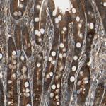 TCP-1 eta Antibody in Immunohistochemistry (Paraffin) (IHC (P))