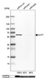 TCP-1 eta Antibody in Western Blot (WB)