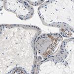 ECRG4 Antibody in Immunohistochemistry (Paraffin) (IHC (P))